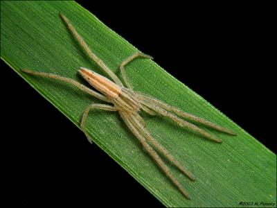 Slender Crab Spider