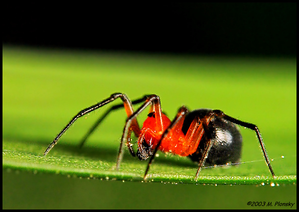 Walckenaeria auranticeps