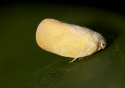 u30/mpulignano/medium/18889646.copy_noid_bug_01.jpg