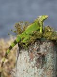 Iguana