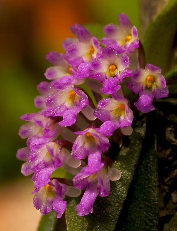 Schoenorchis fragrans