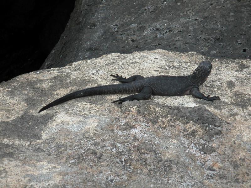 Lava lizard