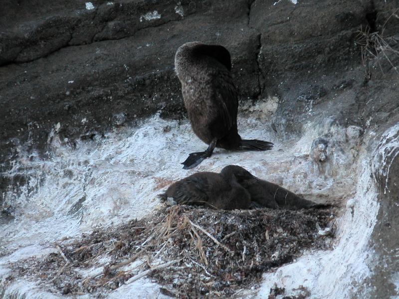 Flightless cormorant and chick