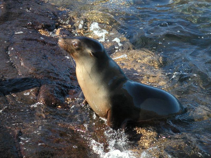 Galapagos sea lion