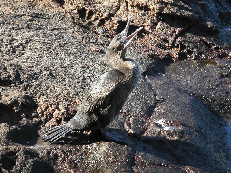 Flightless cormorant