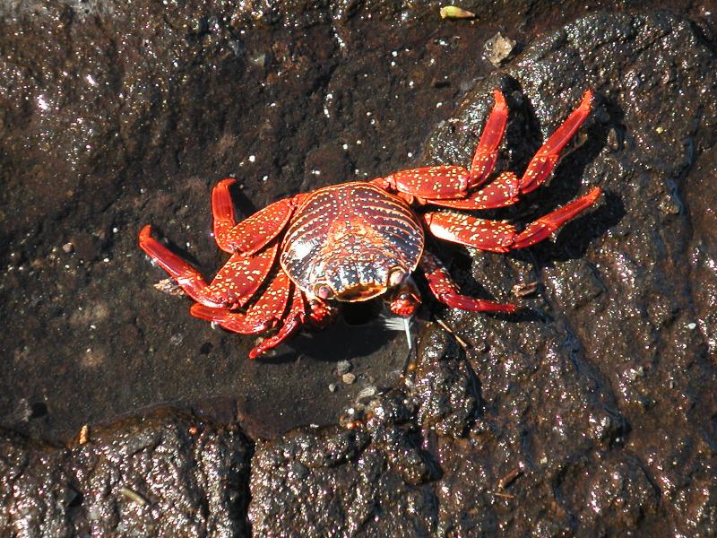 Sally lightfoot crab
