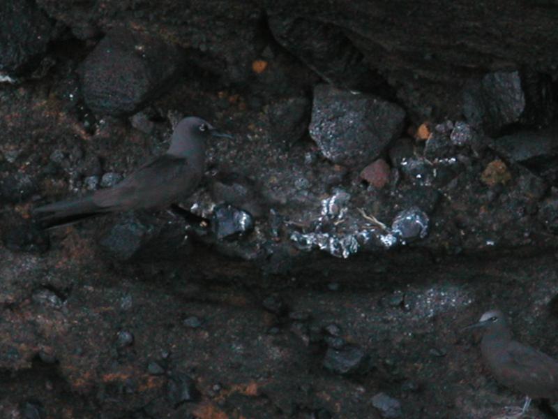 Well camouflaged birds