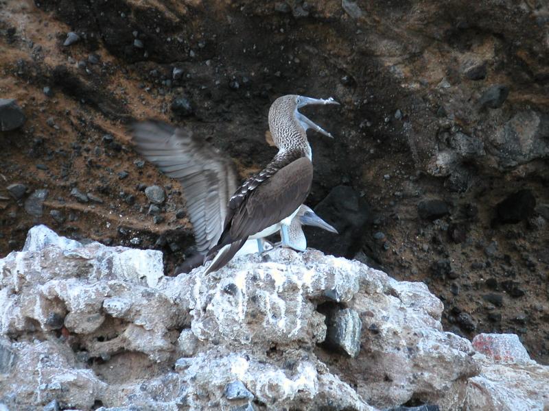 Bluefooted boobies