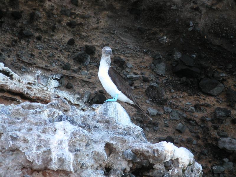 Bluefooted boobies