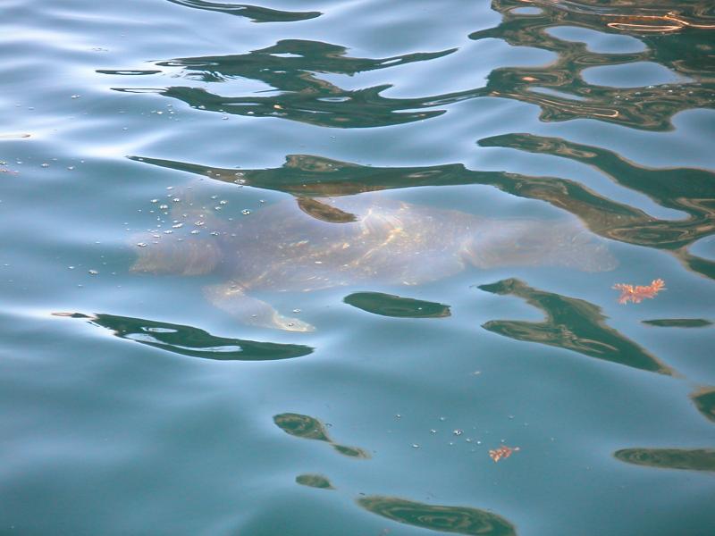 Green turtle