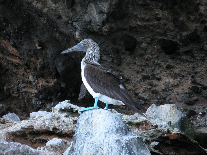 Bluefooted Booby