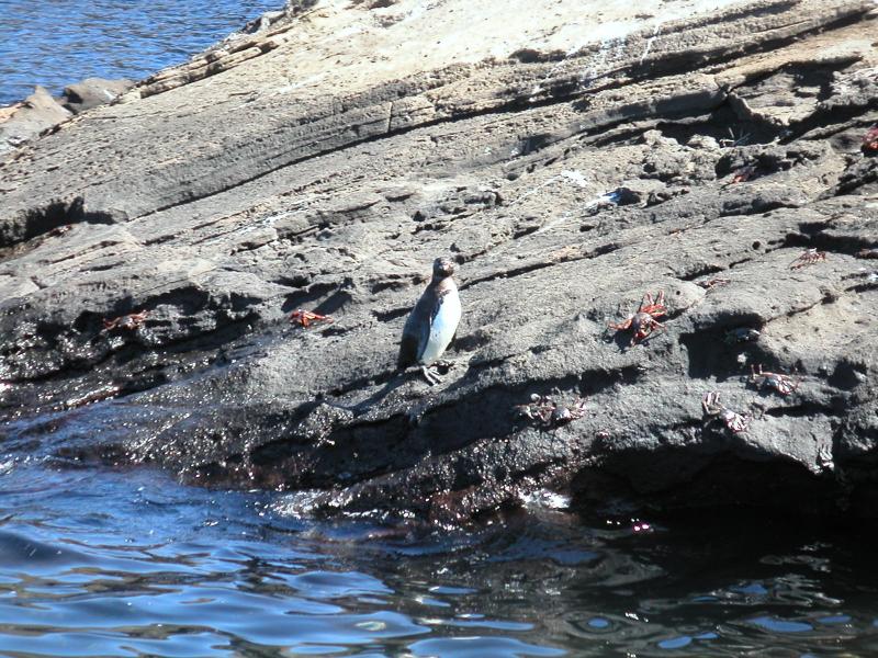 Galapagos penguin