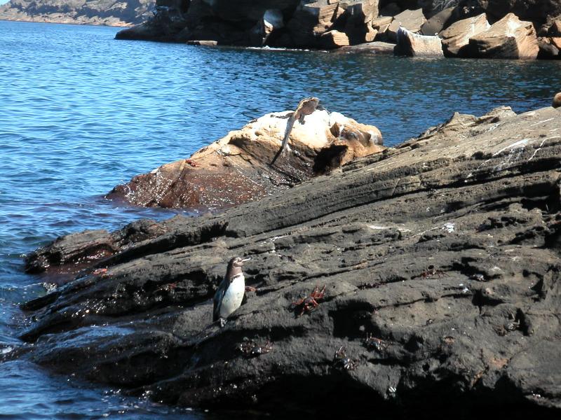 Crabs, iguana & penguin
