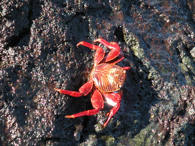 Sally lightfoot crab