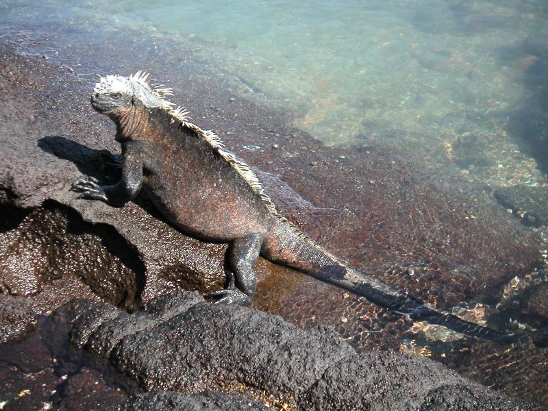 Marine Iguana