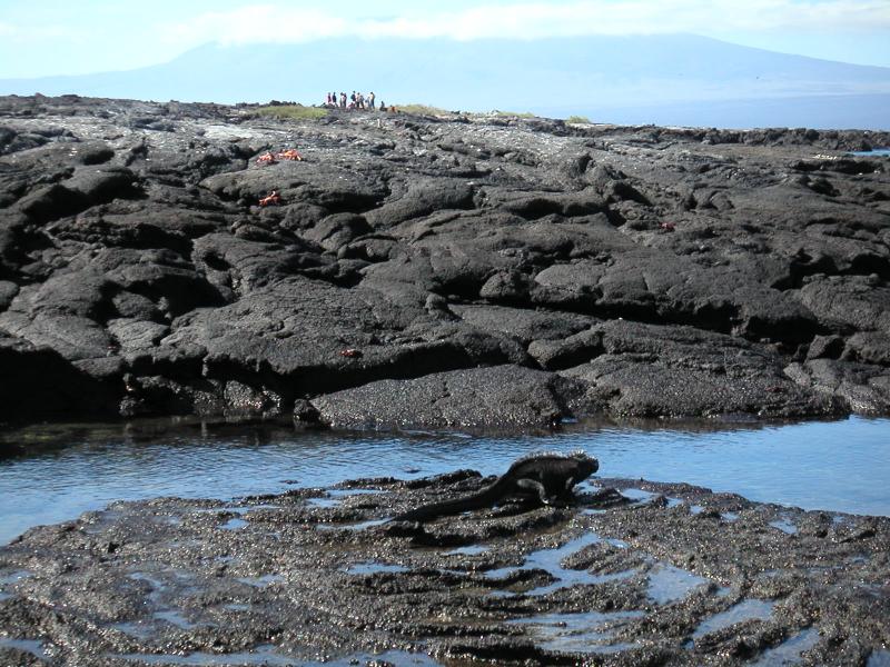Marine iguana, sally lightfoot crabs & humans