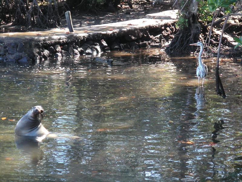 Sea lion & heron