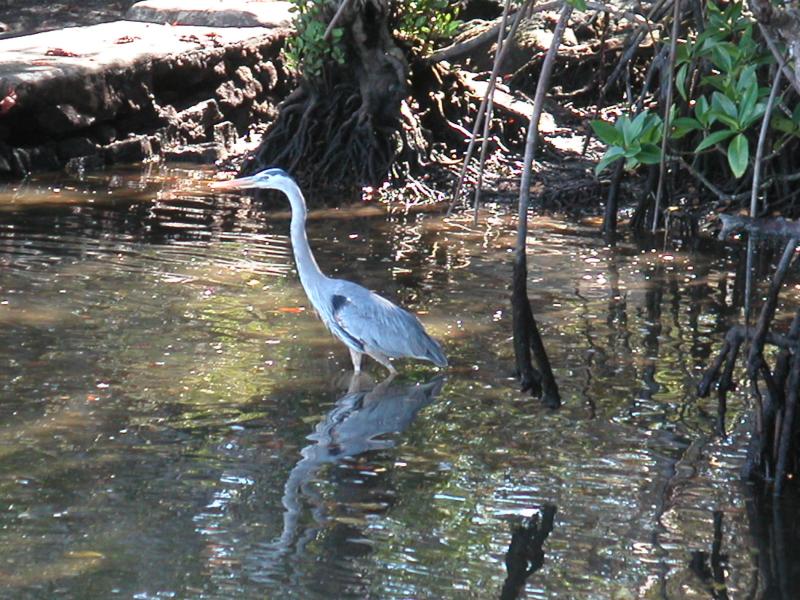 Blue heron
