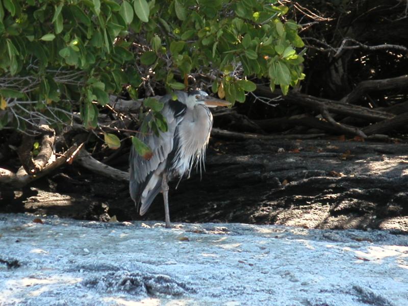 Lava heron