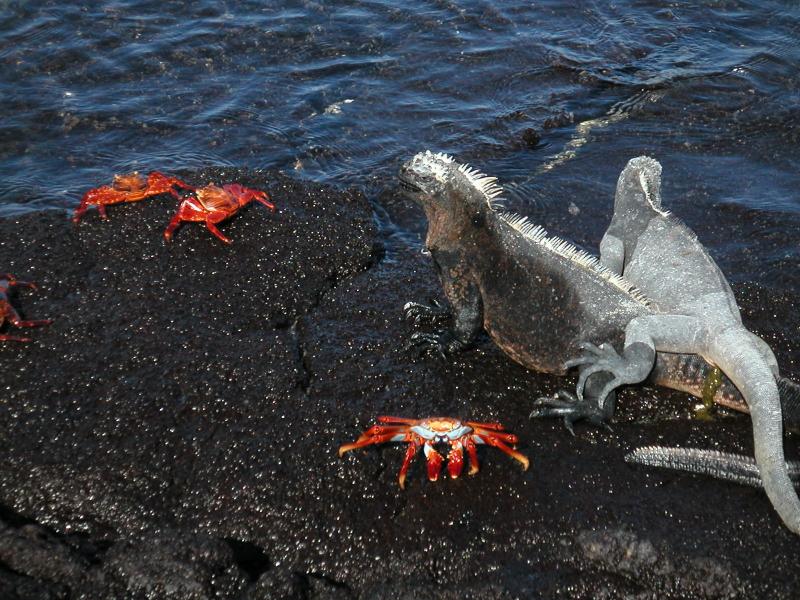 Iguanas and crabs everywhere