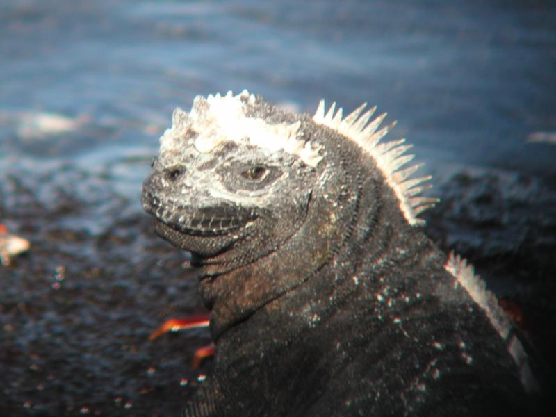 The Galapagos