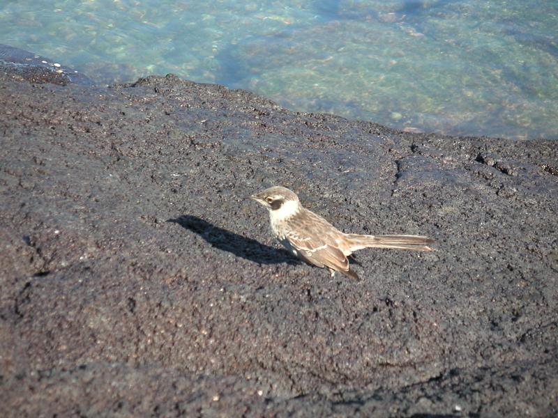 Finch (we think)