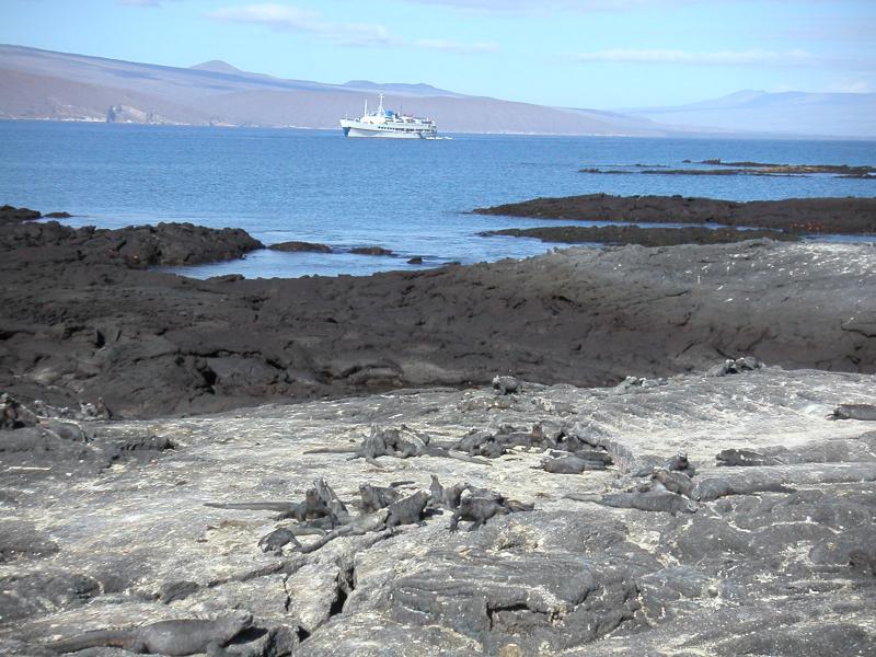 Bundles of iguanas