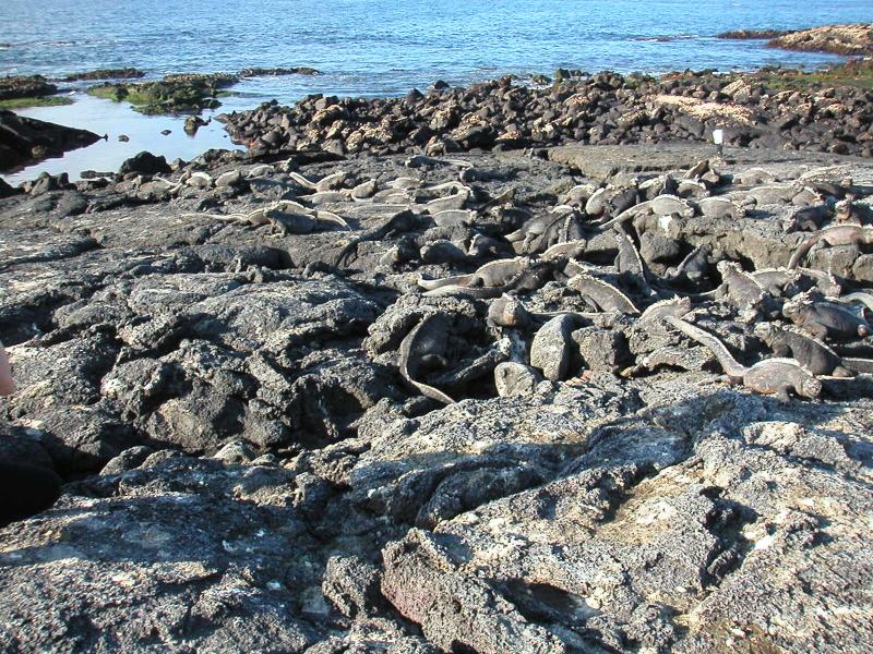 Gobs of iguanas