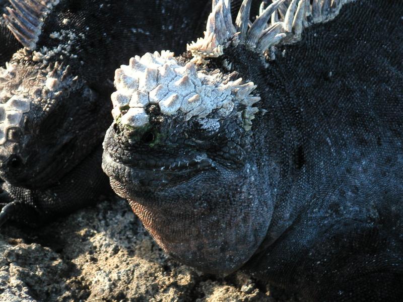 Crowned headed male