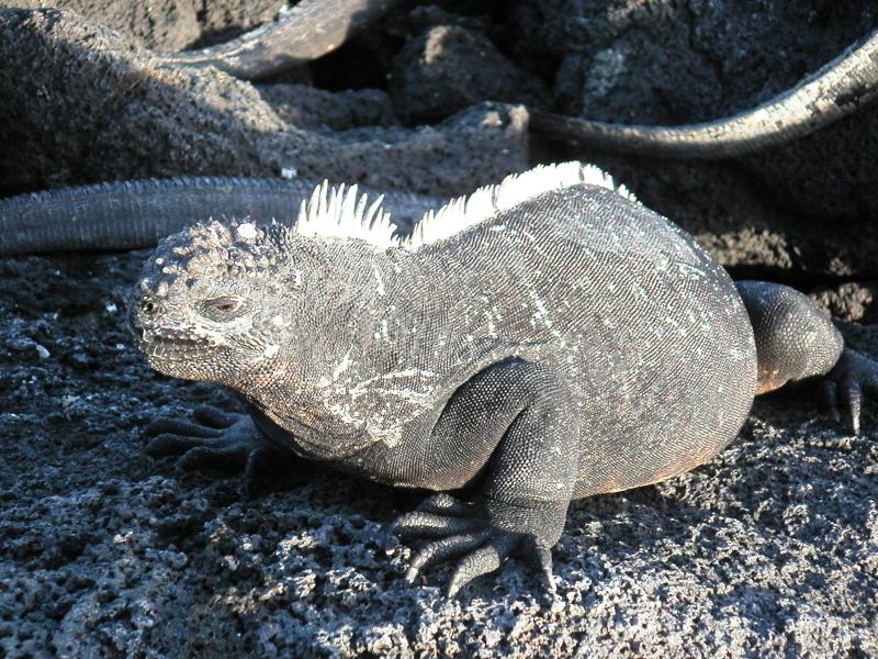 Spike