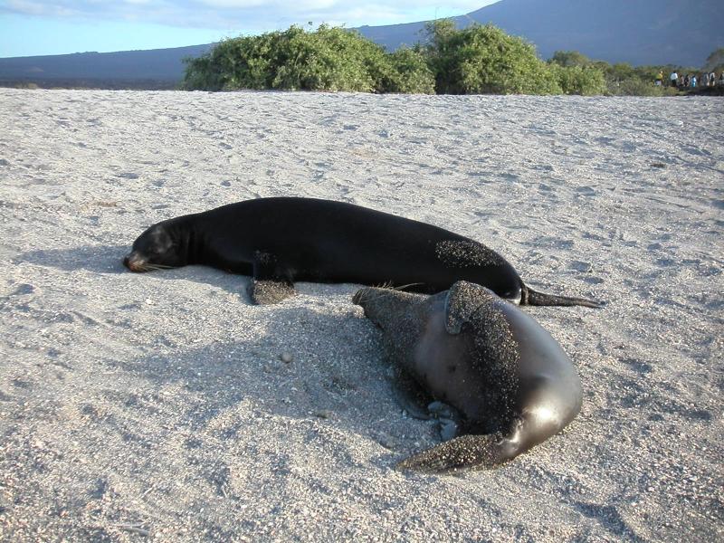 Sleepy sea lions