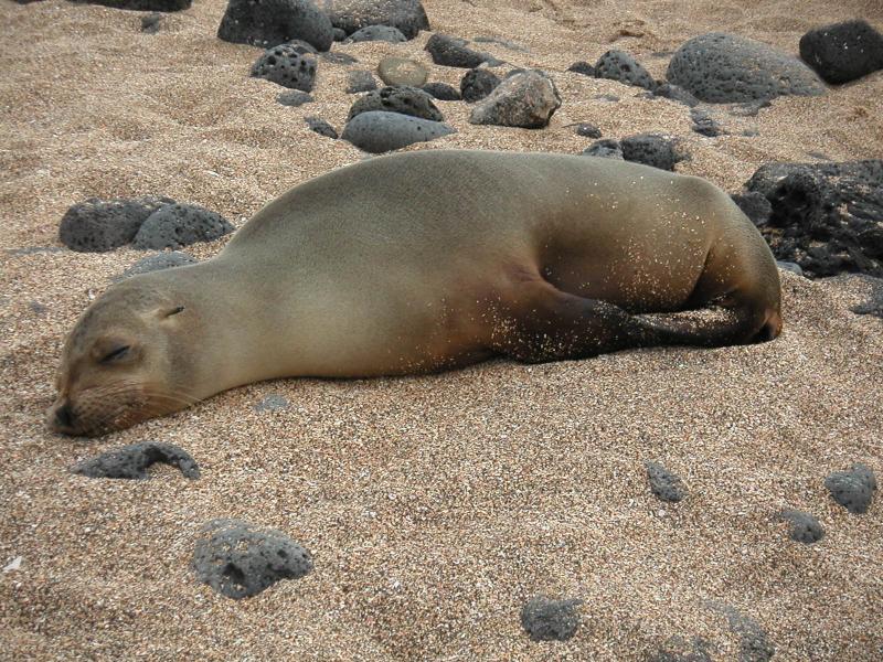 Baby sea lion