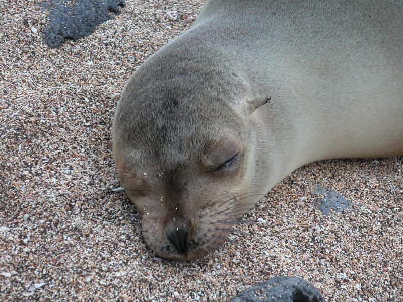 Just having a nap