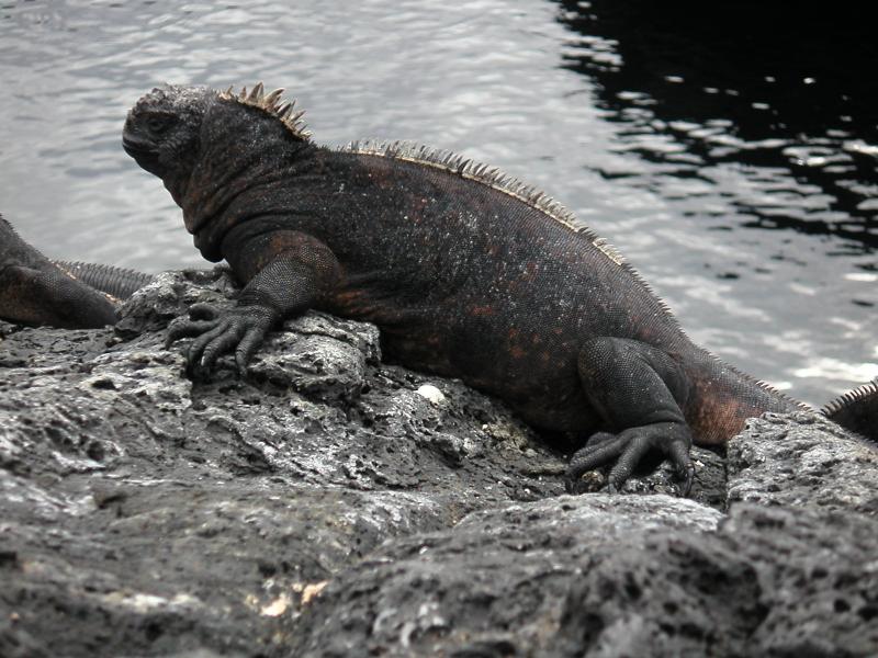 Marine iguana