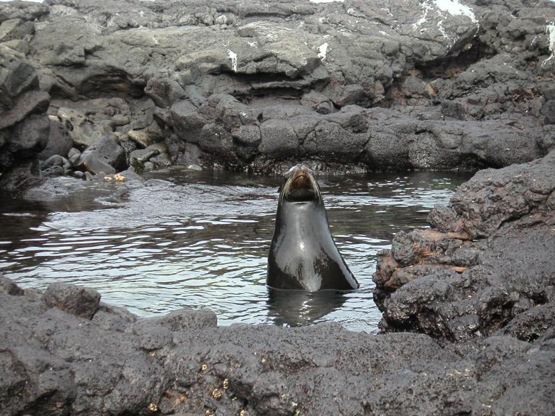 Daddy sea lion