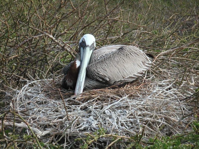 Brown pelicans...
