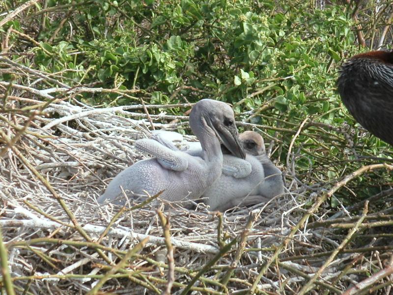 Ahhh, wee chicks