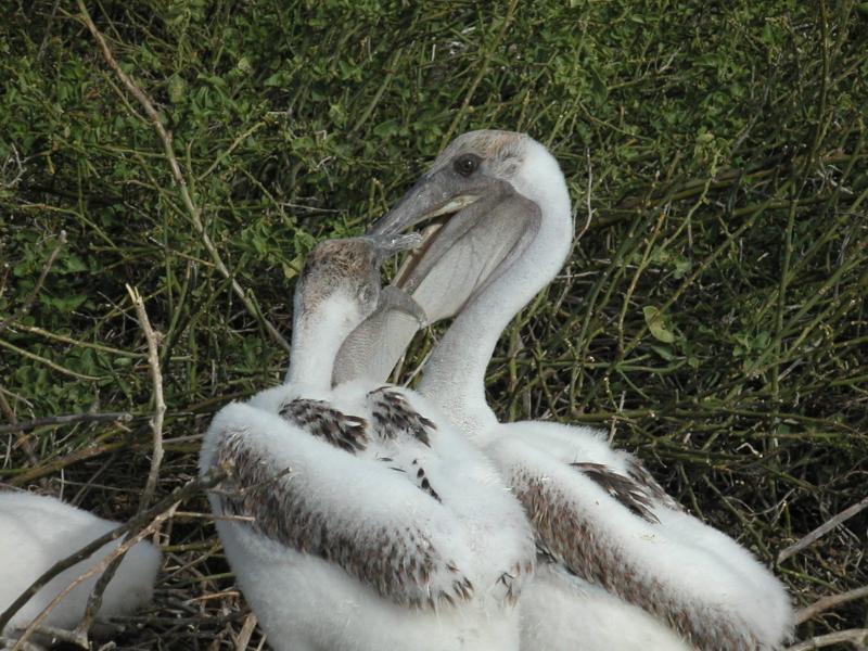Older chicks