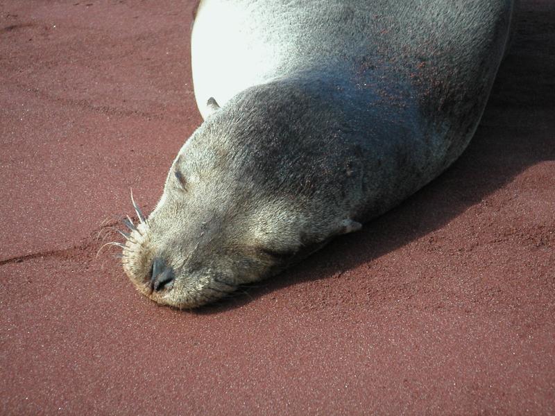 Yet another cute sea lion