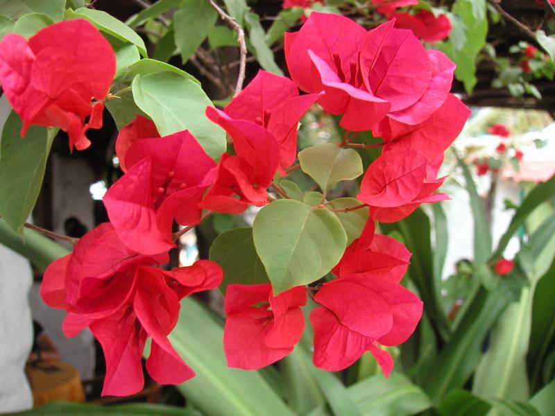 Pretty flowers