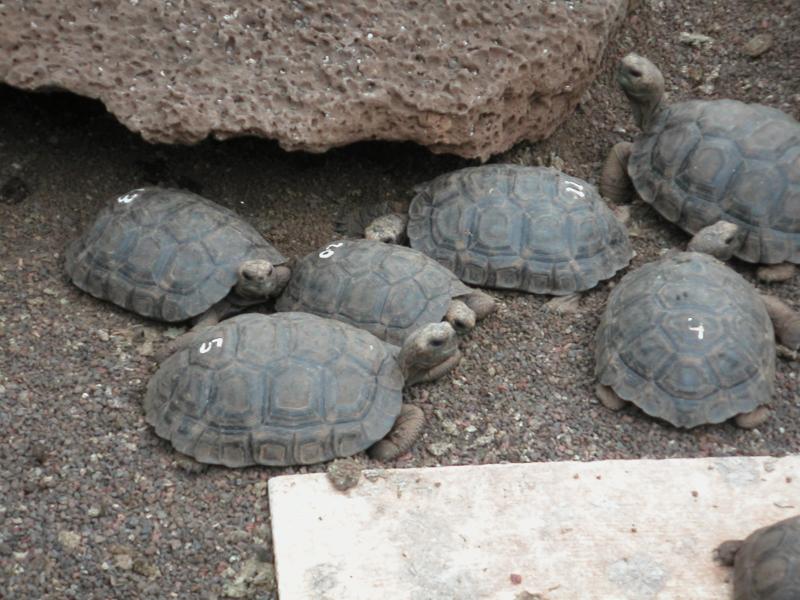Breeding program
