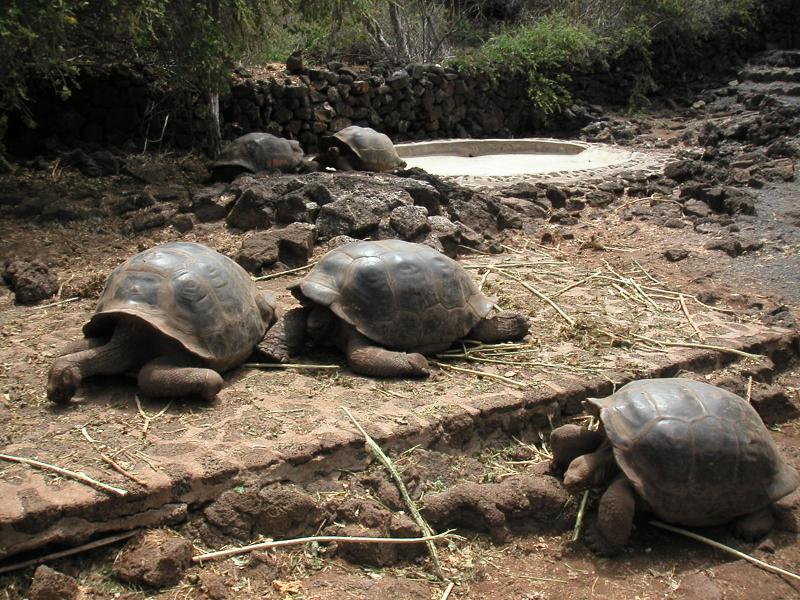 Male feeding time