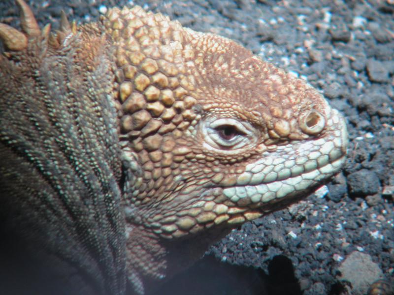 Closeup