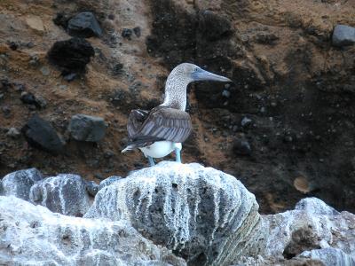 Bluefooted boobies