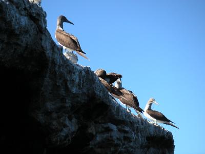 Bluefooted Boobies