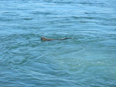 Marine iguana swimming