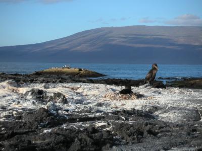 Flightless cormorant nests
