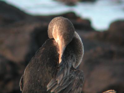 Sleeping cormorant