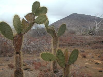 Mickey Mouse cactus (Jackie's name for it)