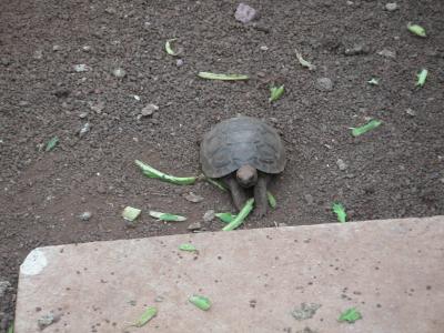 Tiny giant tortoise